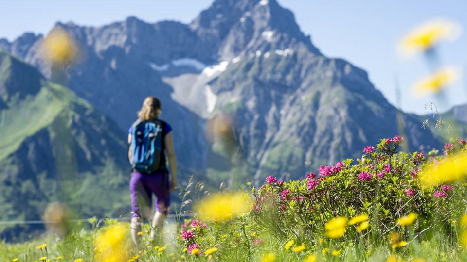 Alpenrosen beim Wandern auf dem Widderstein