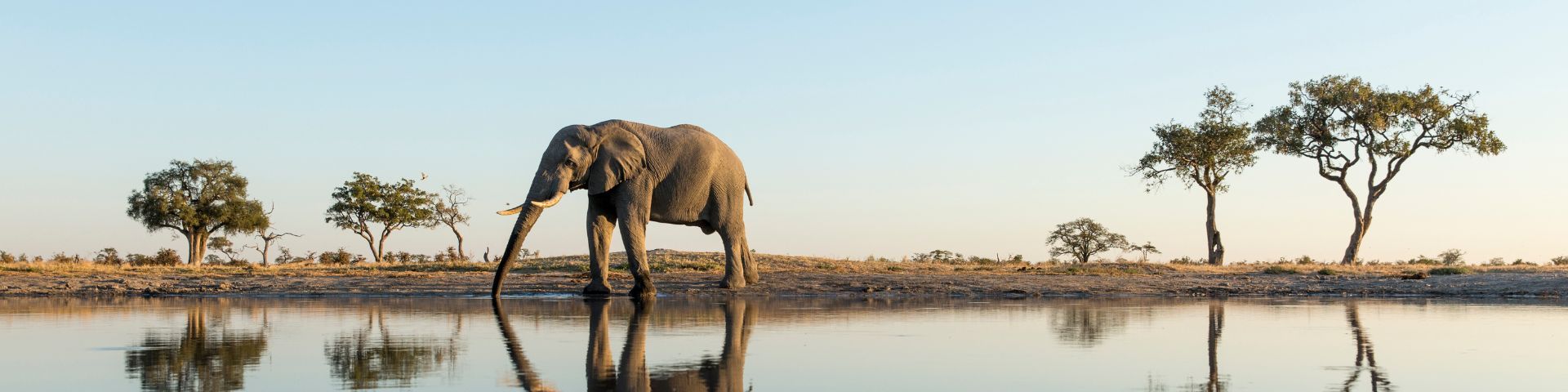 Elefant bei einer Afrika Reise mit sz-Reisen