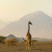 Giraffen in Ngorongoro vor Ol Doinyo Lengai