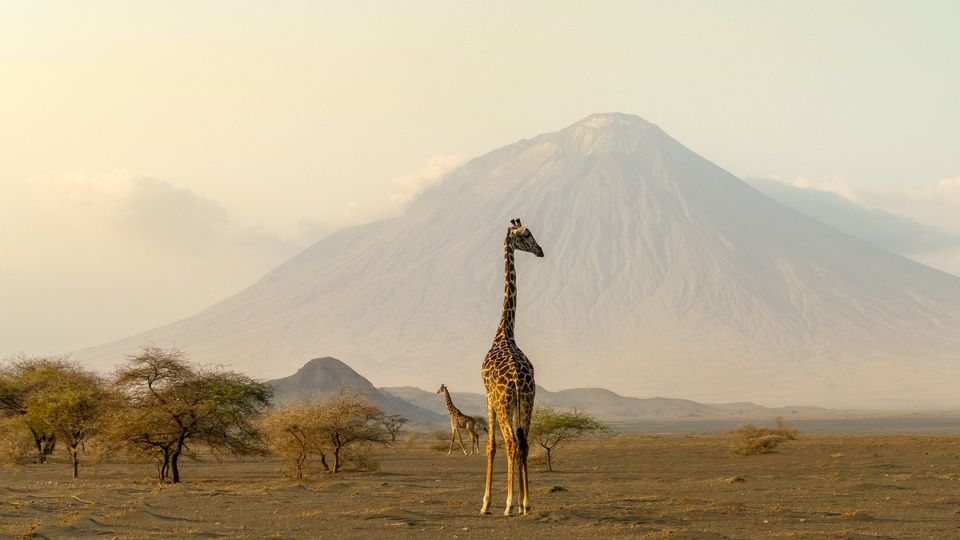 Giraffen in Ngorongoro vor Ol Doinyo Lengai