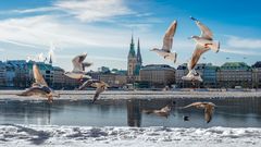 Hamburg Alster im Schnee / Winter mit Möwen und blauem Himmel 