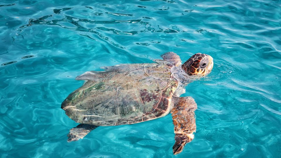 Zakynthos Schildkröte