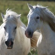 Camargue Pferde