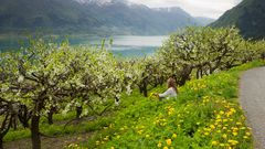 Hardanger Baumblüte