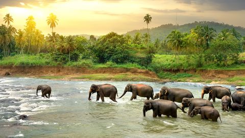 Elefanten laufen durch Fluss