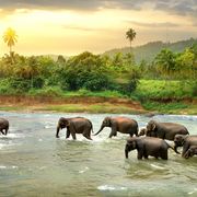 Elefanten laufen durch Fluss