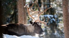 Rentier in einem verschneiten Wald in Finnland
