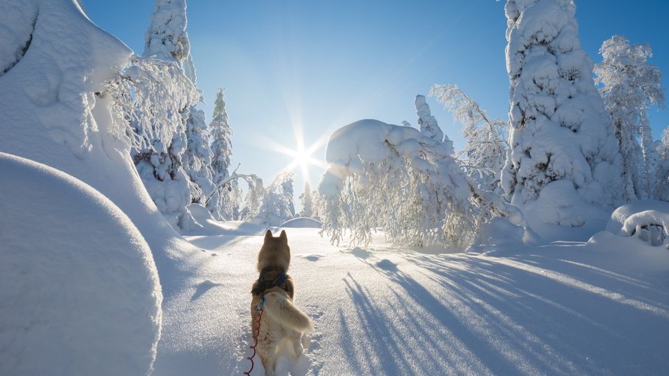 Sibirischer Husky in einem verschneiten Wald
