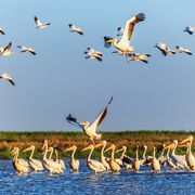 Pelikane im Donaudelta