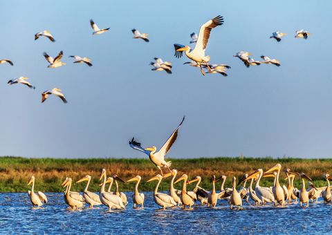 Pelikane im Donaudelta