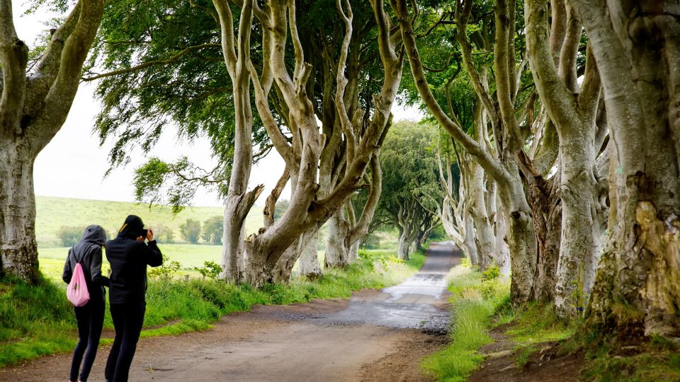 Dark Hedges