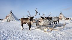 Haus und Rentiere der nördlichen Bewohner der Arktis