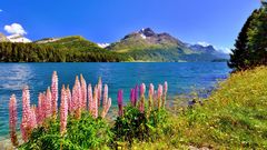 Lupinen am Silsersee im Engadin