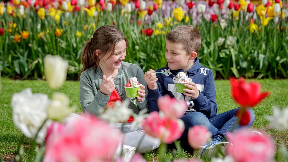 Pause zwischen Tulpen