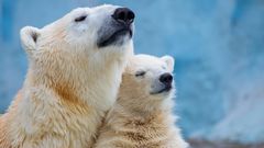 Polarbär kuschelt sich warm